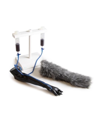 Zampa di cane per simulazione di iniezioni endovenose VET4610