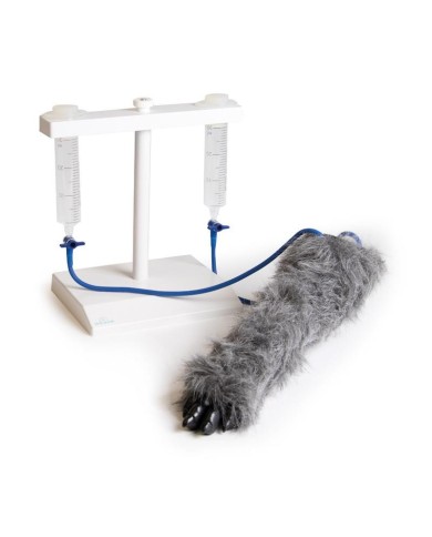 Zampa di cane per simulazione di iniezioni endovenose VET4610