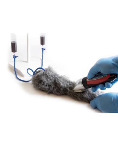 Zampa di cane per simulazione di iniezioni endovenose VET4610