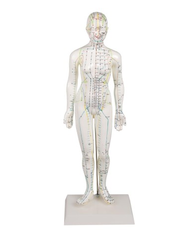 Manichino di donna per insegnamento dell'agopuntura, modello anatomico Erler Zimmer 2048 Manichino di donna per insegnamento dell'agopuntura, modello anatomico Erler Zimmer 2048
