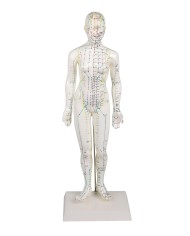 Manichino di donna per insegnamento dell'agopuntura, modello anatomico Erler Zimmer 2048 Manichino di donna per insegnamento dell'agopuntura, modello anatomico Erler Zimmer 2048