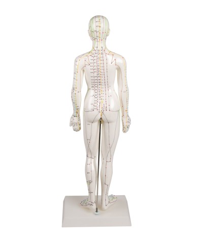 Manichino di donna per insegnamento dell'agopuntura, modello anatomico Erler Zimmer 2048 Manichino di donna per insegnamento dell'agopuntura, modello anatomico Erler Zimmer 2048