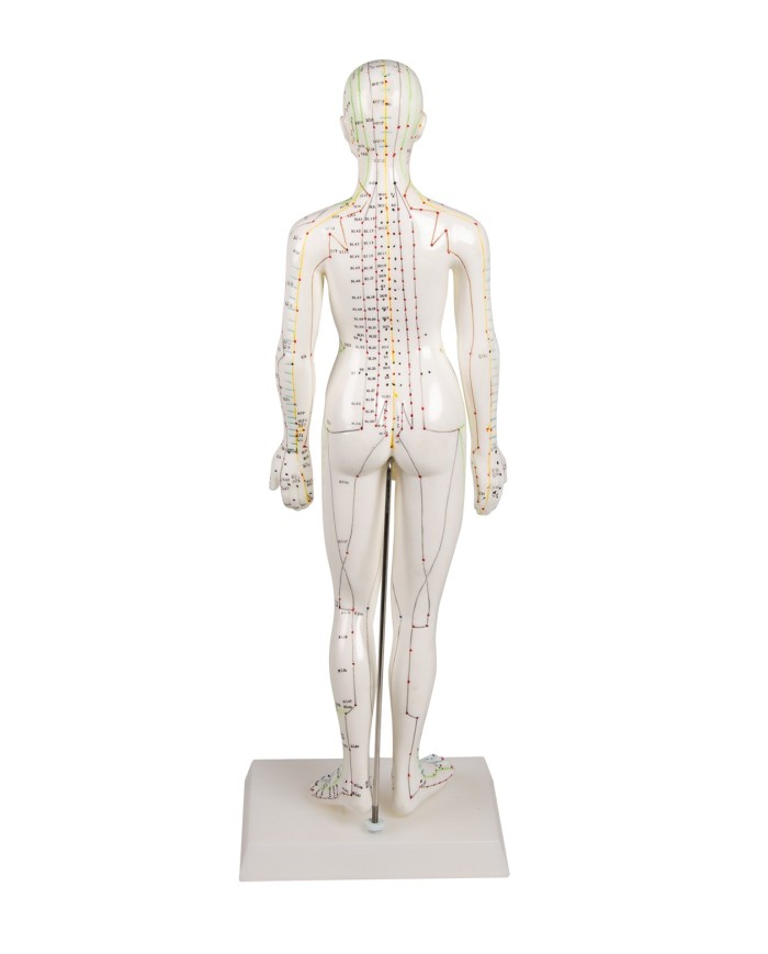 Manichino di donna per insegnamento dell'agopuntura, modello anatomico Erler Zimmer 2048 Manichino di donna per insegnamento dell'agopuntura, modello anatomico Erler Zimmer 2048