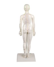 Manichino di donna per insegnamento dell'agopuntura, modello anatomico Erler Zimmer 2048 Manichino di donna per insegnamento dell'agopuntura, modello anatomico Erler Zimmer 2048