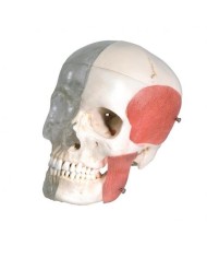 3B Scientific BONElike™ Cranio - cranio combinato, trasparente/osseo, in 8 parti A282