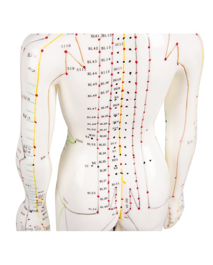 Manichino di donna per insegnamento dell'agopuntura, modello anatomico Erler Zimmer 2048 Manichino di donna per insegnamento dell'agopuntura, modello anatomico Erler Zimmer 2048