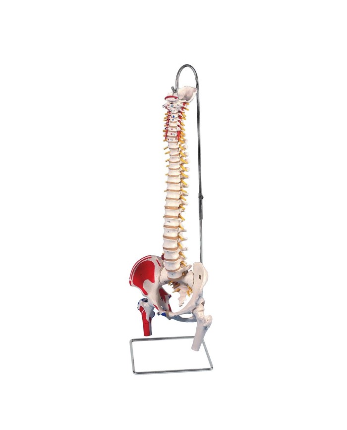 Offerta Ossa 3B Scientific Cranio A291 Colonna A58 3
