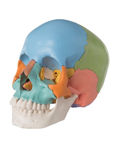 Offerta Ossa 3B Scientific: Cranio A291, Colonna colorata con tronchi dei femori A58/9 Offerta Ossa 3B Scientific: Cranio A291, Colonna colorata con tronchi dei femori A58/9