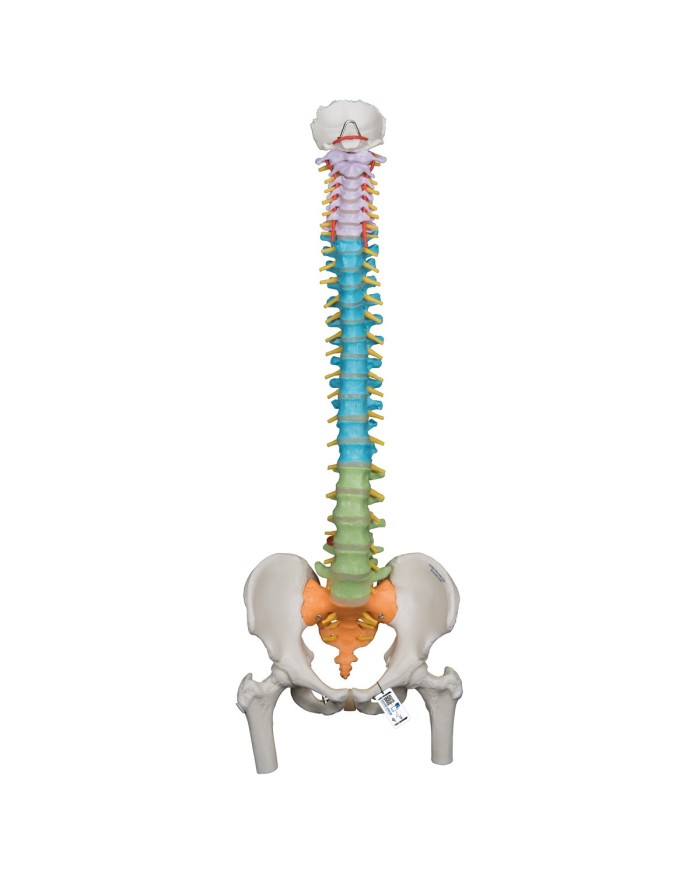 Offerta Ossa 3B Scientific: Cranio A291, Colonna colorata con tronchi dei femori A58/9