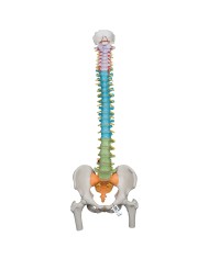 Offerta Ossa 3B Scientific: Cranio A291, Colonna colorata con tronchi dei femori A58/9