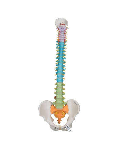 Offerta Ossa 3B Scientific: Cranio A291, Colonna colorata A58/8 Offerta Ossa 3B Scientific: Cranio A291, Colonna colorata A58/8