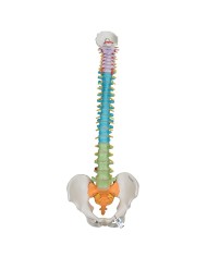Offerta Ossa 3B Scientific: Cranio A291, Colonna colorata A58/8