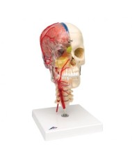 3B Scientific, BONE like™ cranio didattico di lusso, in 7 parti A283