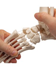 Offerta Ossa 3B Scientific: Cranio A291, Colonna A58/3, Piede A31/1R