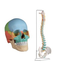 Cranio colorato scomponibile in 22 parti - colonna vertebrale prezzo speciale