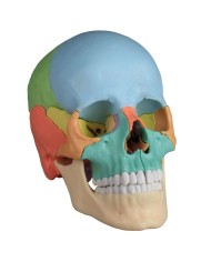 Cranio colorato scomponibile in 22 parti - colonna vertebrale prezzo speciale