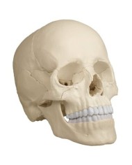 Cranio bianco scomponibile in 22 parti - colonna vertebrale A250 prezzo speciale
