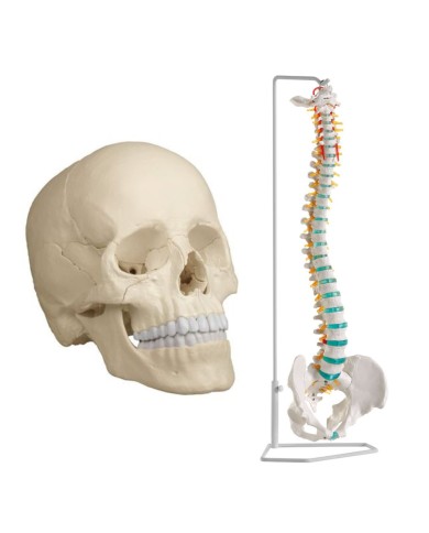 Cranio bianco scomponibile in 22 parti - colonna vertebrale A250 prezzo speciale Cranio bianco scomponibile in 22 parti - colonna vertebrale A250 prezzo speciale