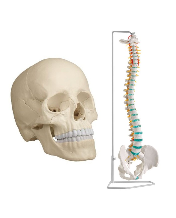 Cranio bianco scomponibile in 22 parti - colonna vertebrale A250 prezzo speciale