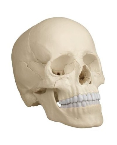 Cranio bianco scomponibile in 22 parti - colonna vertebrale A251prezzo speciale