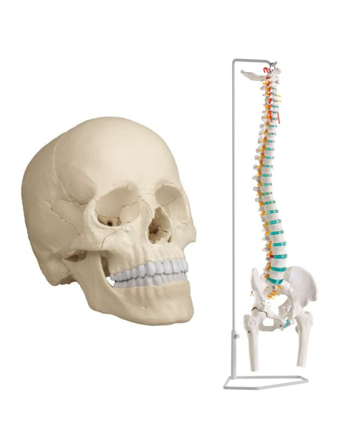 Cranio bianco scomponibile in 22 parti - colonna vertebrale A251prezzo speciale