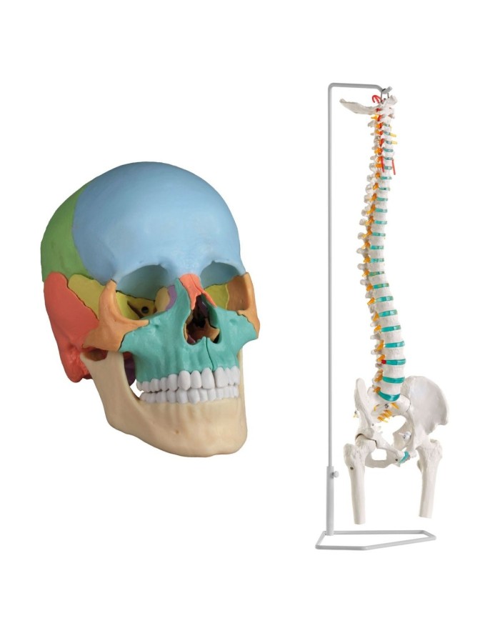 Cranio colorato  scomponibile in 22 parti - colonna vertebrale prezzo speciale