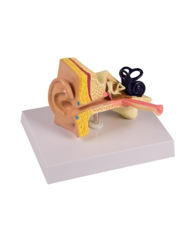 Modello anatomico di orecchio di bambino ingrandito 1 5 volte Erler Zimme Modello anatomico di orecchio di bambino ingrandito 1 5 volte Erler Zimme