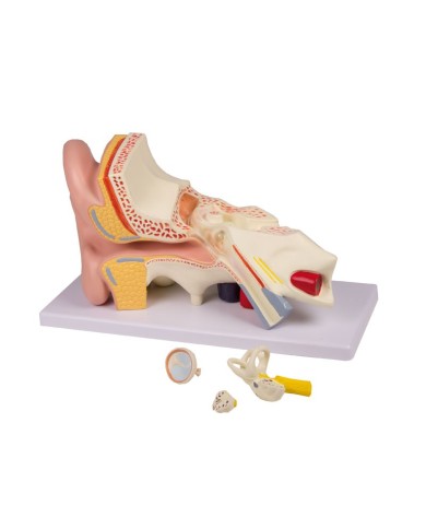 Modello anatomico di orecchio ingrandito di 3 volte in 4 parti Erler Zimme Modello anatomico di orecchio ingrandito di 3 volte in 4 parti Erler Zimme