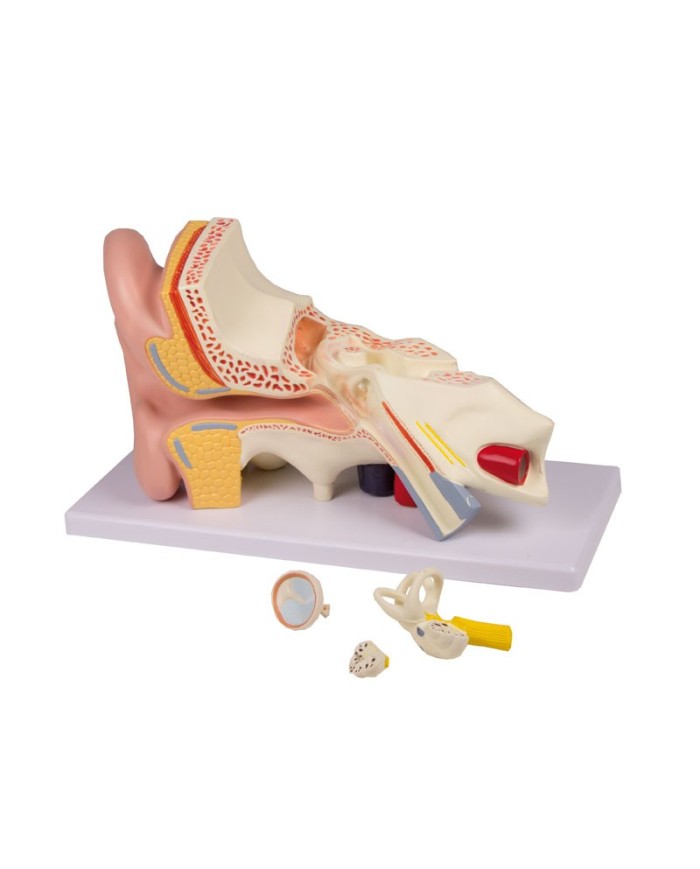 Modello anatomico di orecchio ingrandito di 3 volte in 4 parti Erler Zimme