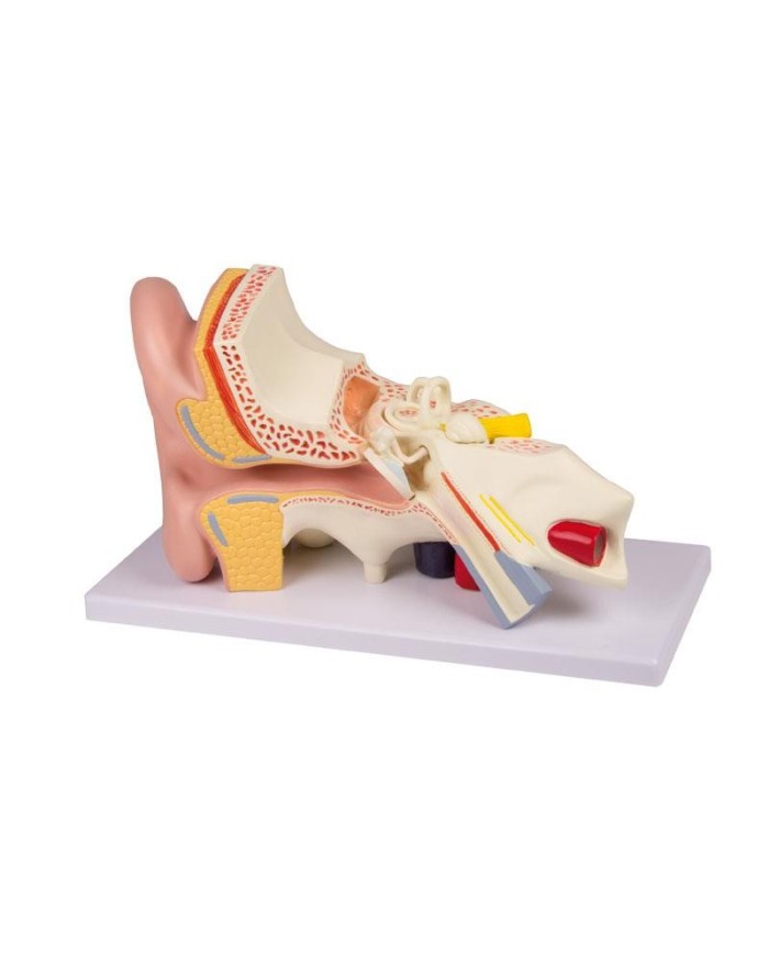Modello anatomico di orecchio ingrandito di 3 volte in 4 parti Erler Zimme
