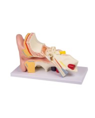 Modello anatomico di orecchio ingrandito di 3 volte in 4 parti Erler Zimme