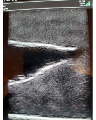 Simulatore ecografico della vescica canina Erler Zimmer VET4640