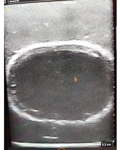 Simulatore ecografico della vescica canina Erler Zimmer VET4640