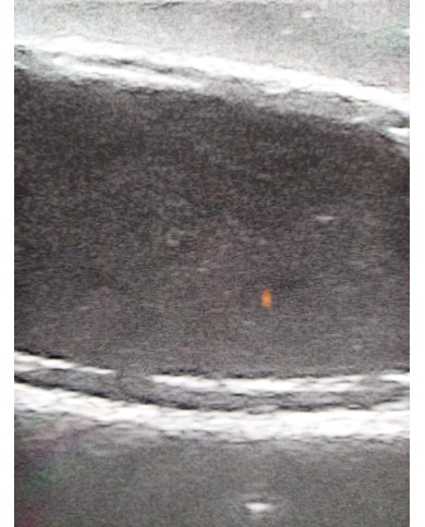 Simulatore ecografico della vescica canina Erler Zimmer VET4640