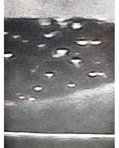 Simulatore ecografico della vescica canina Erler Zimmer VET4640