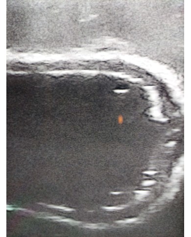 Simulatore ecografico della vescica canina Erler Zimmer VET4640