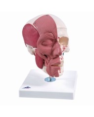 3B Scientific, Cranio con muscolatura facciale A300