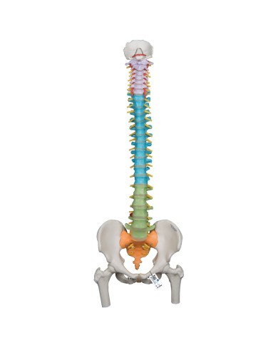 Colonna vertebrale flessibile didattica a colori con femori A58/9 Colonna vertebrale flessibile didattica a colori con femori A58/9