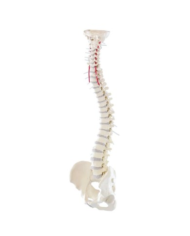 Modello di colonna vertebrale flessibile di alta qualit Modello di colonna vertebrale flessibile di alta qualit