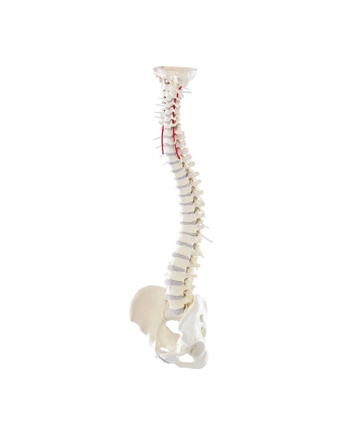 Modello di colonna vertebrale flessibile di alta qualit