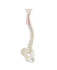 Modello di colonna vertebrale flessibile di alta qualit