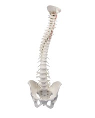Modello di colonna vertebrale flessibile di alta qualit