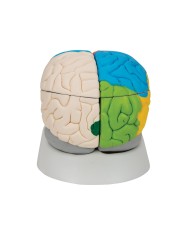 3B Scientific modello funzionale di cervello umano in 8 parti C22