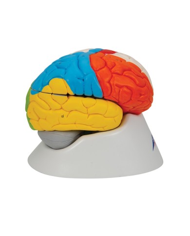 3B Scientific modello funzionale di cervello umano in 8 parti C22