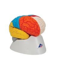 3B Scientific modello funzionale di cervello umano in 8 parti C22