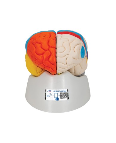 3B Scientific modello funzionale di cervello umano in 8 parti C22