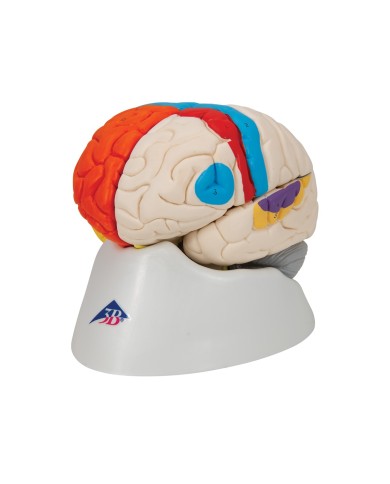 3B Scientific modello funzionale di cervello umano in 8 parti C22