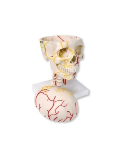 3B Scientific, Cranio neurovascolare W19018