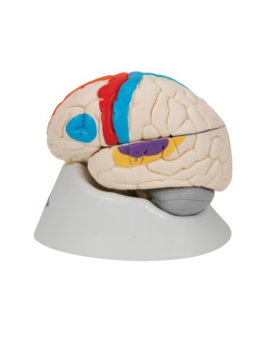 3B Scientific modello funzionale di cervello umano in 8 parti C22