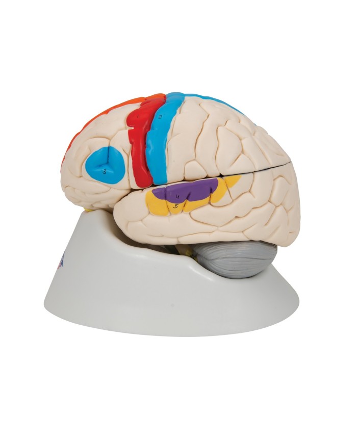 3B Scientific modello funzionale di cervello umano in 8 parti C22